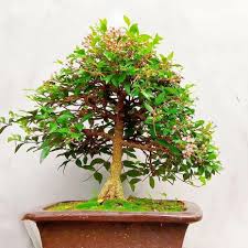 Bonsai Tree Bd New Flower Bonsai Name Barbados Cherry Facebook