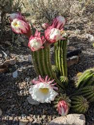 If you are unable to prune it right. Tucson S Arizona Sonora Desert Museum S Blooming Torch Cacti Wanderwisdom