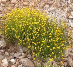 Image result for Dyssodia tenuiloba