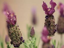Check spelling or type a new query. Lavender Flowers 28 Common Types Uses Grow And Pictures Florgeous