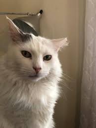 Lost cat with white markings in New Jersey?