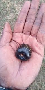 Image result for Vitex mombassae