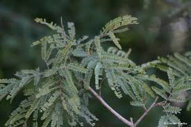 Image result for Peltophorum africanum