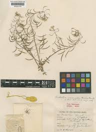 Image result for Nasturtium microphyllum