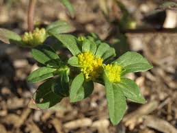 Image result for Flaveria trinervia