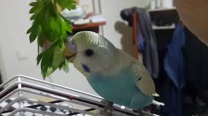 Muhabbet Kusu Co Maydanoz Keyfi Budgerigar Co Eat Parsley Youtube