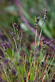 Image result for Schoenus