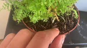 How to grow ferns in your garden. Cotton Candy Fern Care Youtube