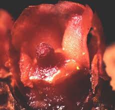 Image result for Apodanthaceae