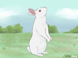 One, like others mentioned, is that he's playing. 3 Ways To Read Bunny Ear Signals Wikihow