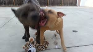 How to train pitbull german shepherd mix puppies. Red Nose Pitbull Puppies For Sale Craigslist 07 2021