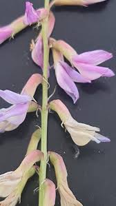Image result for Astragalus atropilosulus