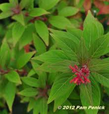 Will a dwarf mexican firebush grow there? Plant This Dwarf Firebush Ignites The Fall Garden Digging