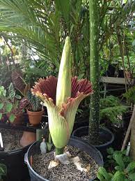 Uconn Uconn Eeb S 6th Corpse Flower Is Opening Stop By Facebook