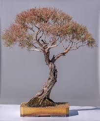 Pinus parviflora is a perennial woody evergreen member of the pinus genus in the family practical plants is currently lacking information on propagation instructions of pinus parviflora. Roger Snipes Pinus Parviflora Miyajima Bonsai Bci