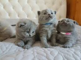 Find thousands of listings of kittens for free on our site. Cats Kittens For Sale In Uk Loot