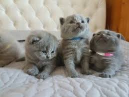 Maybe you would like to learn more about one of these? Cats Kittens For Sale In Uk Loot