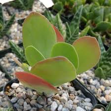 Image result for Kalanchoe glaucescens