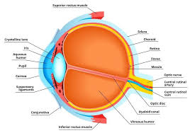 L Anatomie De L Oeil Eye Anatomy Anatomy Human Body Anatomy