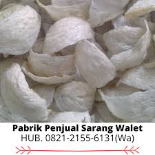 Sumut ekspor sarang burung walet dan olahan singkong ke sejumlah negara. Sarang Burung Walet Medan Mxbids Com