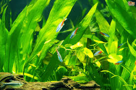 What Makes The Water In A Fish Tank Turn Cloudy Pets4homes