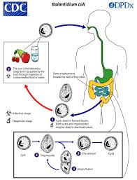 Image result for Balantoides Coli