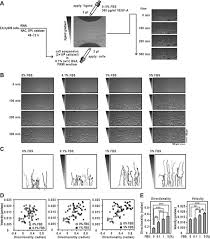 Customs records organized by company. The Nadph Oxidase Nox4 Promotes The Directed Migration Of Endothelial Cells By Stabilizing Vascular Endothelial Growth Factor Receptor 2 Protein Journal Of Biological Chemistry