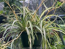 Image result for Chlorophytum bowkeri