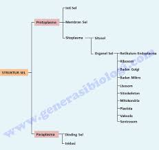 Struktur umum sel hewan dan tumbuhan. 10 Struktur Dan Fungsi Organel Organel Sel Terlengkap Generasi Biologi