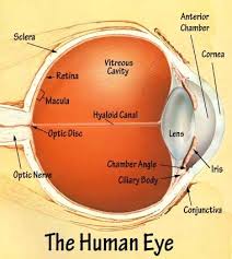 The Components Of A Human Eye From The Optics Nerve To The Iris Each Component Plays A Significant Role Eye Care Human Eye Human Eye Diagram