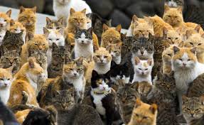 A group of domestic cats, hmm, actually they are only used to being called catt. A Visit To Aoshima A Japanese Cat Island The Atlantic