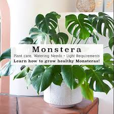 Growing a monstera from seed requires some basic supplies, including soil and plastic pots, and if you don't have access to grow lights or heating mats, you should plan to start your monstera seeds. Monstera Plant Care Delineate Your Dwelling