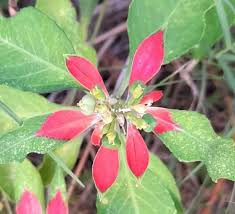Image result for Euphorbia heterophylla