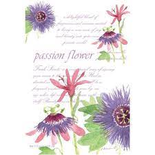 Fresh Scents Passion Flower Sachet 3 Pack By Willowbrook Flower Sachets Scented Sachets Passion Flower