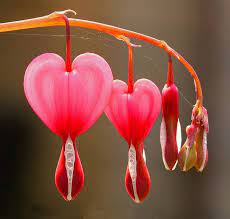 Heart To Heart Shade Loving Flowers Love Flowers Flowers