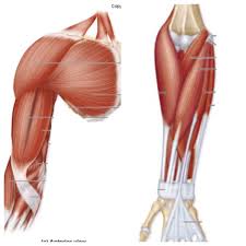 Upper and middle thirds by the radial nerve and the anterior descending branch of the arteria profunda brachii. Arm Muscles Upper Arm And Anterior Surface Diagram Quizlet