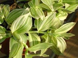 Image result for Tradescantia