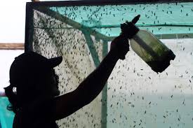 This is a moderated subreddit. Dari Maggot Petani Dapat Rp 12 Juta Per Bulan