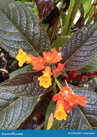 Image result for Gesneriaceae