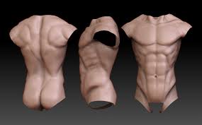 Female anatomy includes the external genitals, or the vulva, and the internal reproductive organs. Anatomy Torso Study By Gastonbr On Deviantart