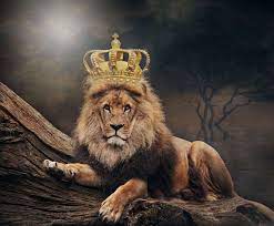 Amazing free hd lion wallpapers collection. Lion Wallpapers 4k For Pc Or Mobile Great Love Art