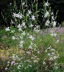 Image result for Anthericaceae