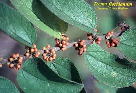 Image result for Trema