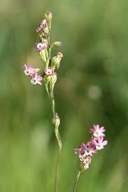 Image result for Hesperantha longicollis