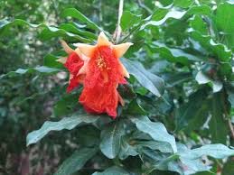 Image result for Punicaceae