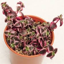 #desertplantsofavalon #cactus #succulentscrassula marginalis rubra 'variegata' with star like flowers.please help support my channel by visiting my online. Crassula Pellucida Marginalis Variegata Calico Kitten Gardens For The Senses