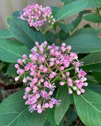 Image result for Hyparrhenia dichroa