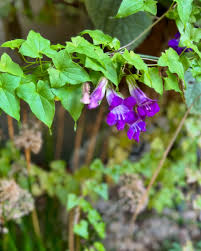 Image result for Asarina