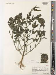 Image result for Blepharispermum