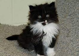 Long haired grey kitten stock photos. Salem Wv Persian Meet Longhair Kittens A Pet For Adoption